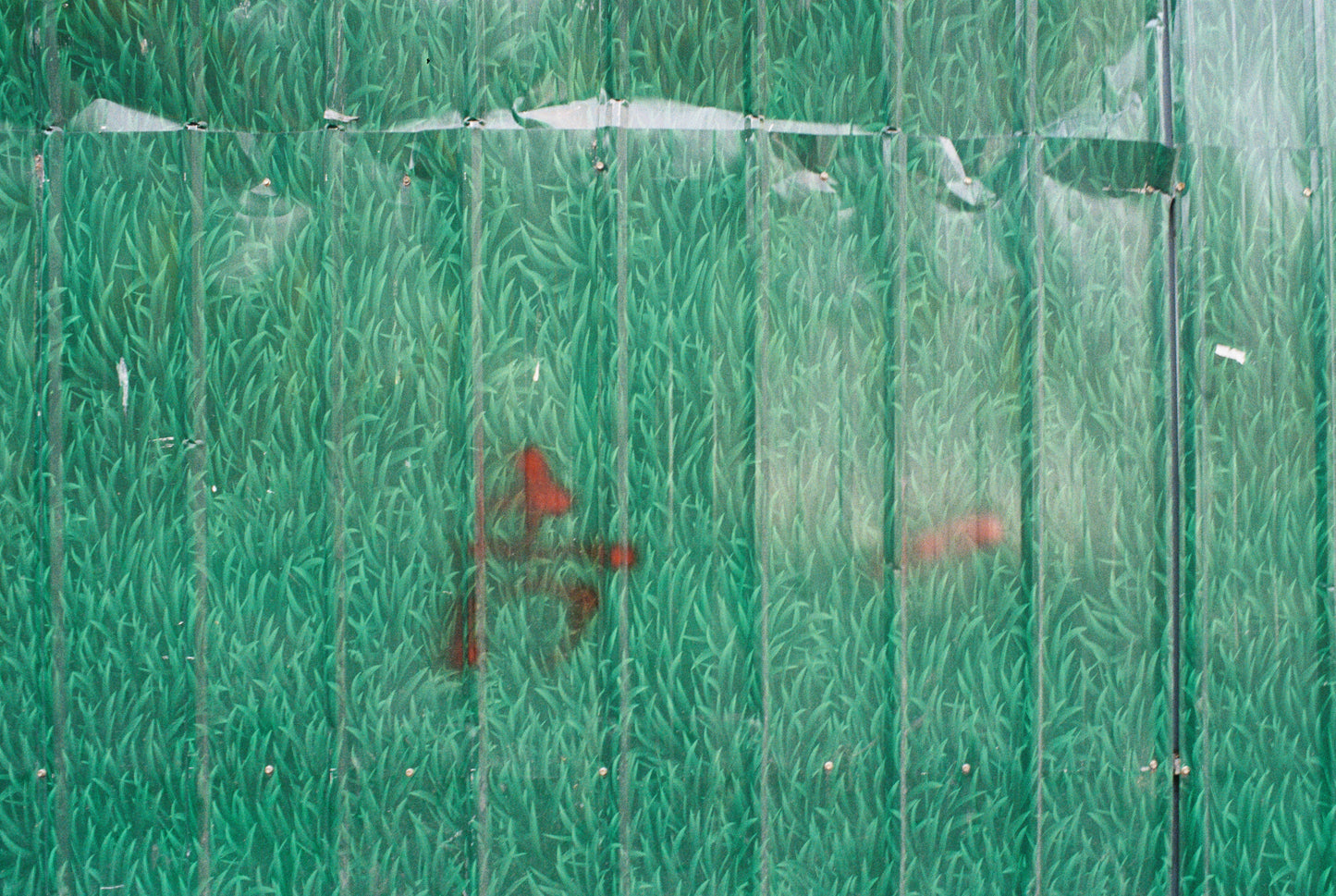 Green grass, 2025