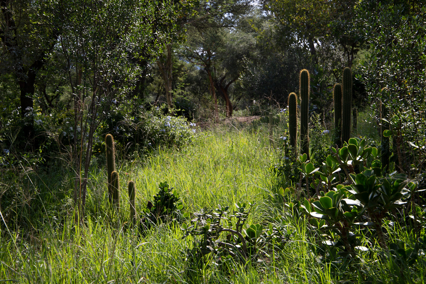 Garden, 2022