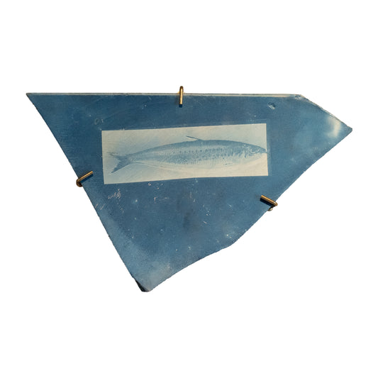 Sardine (2026)